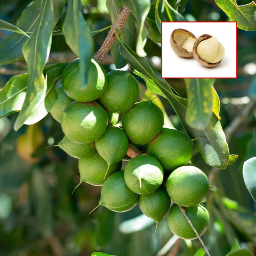 نهال فندق ماکادمیا