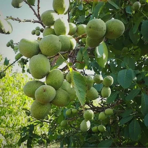 نهال گردو ژنوتیپ دیرگل